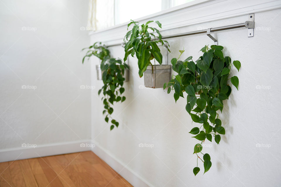 Clean minimalist image of three leafy potted plants hanging below a window indoors