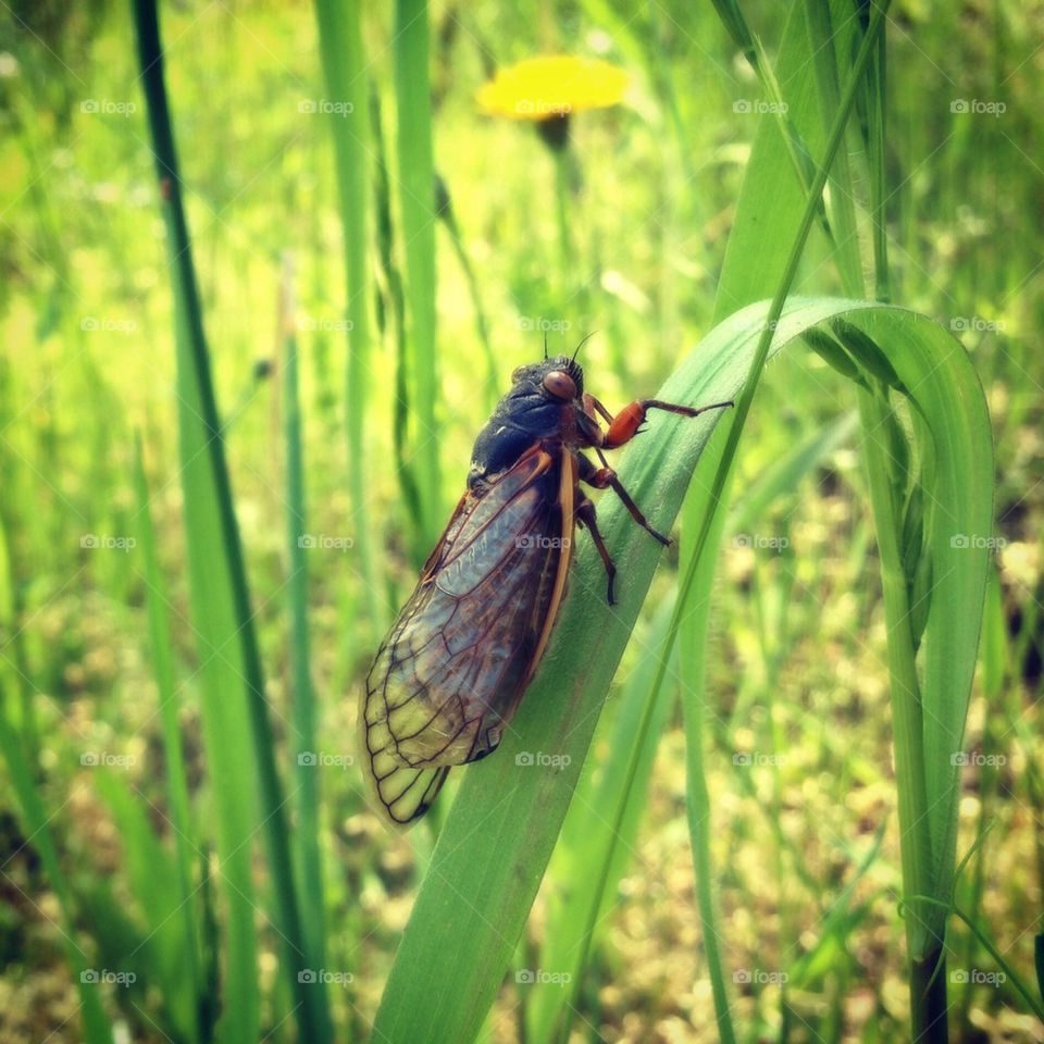 nature grass cicada by ohmygoditsxavier
