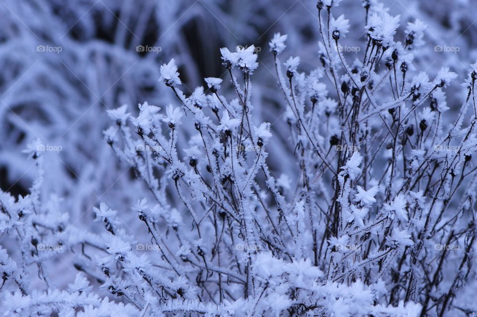 A closeup of a small thin-stemmed plant with frost crystals on the stems of the plant that resemble small delicate flowers in tones of purple and blue. 