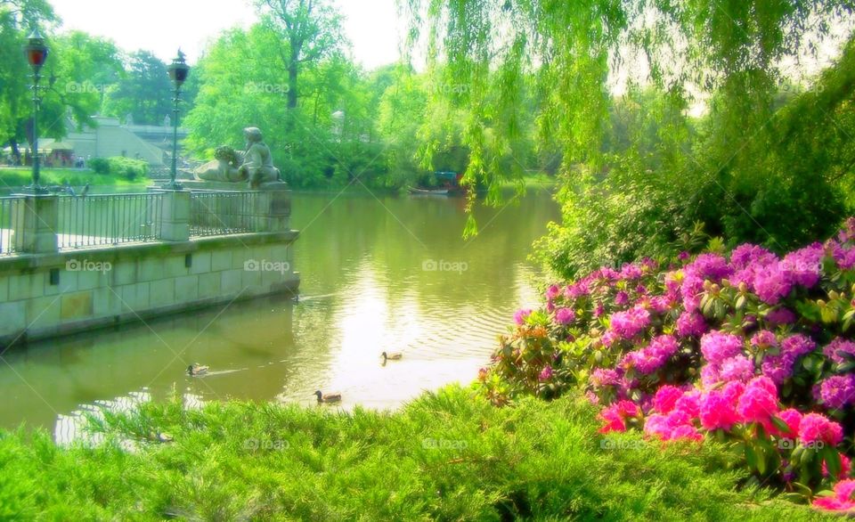 Geese gliding atop water in Lazienski Gardens in Warsaw, Poland; willows, flowers, mist , dawn