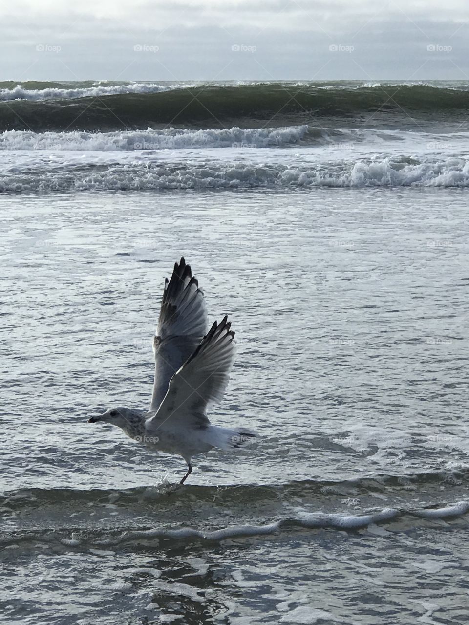 Seagull