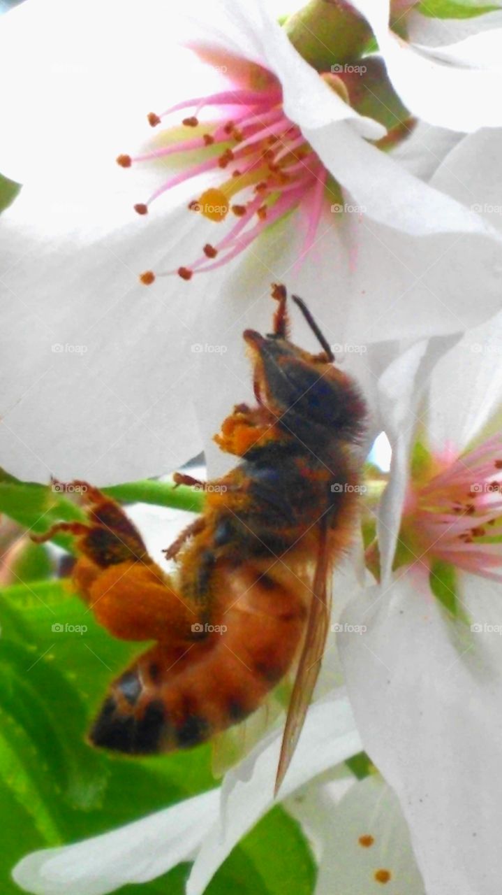 Flower, No Person, Insect, Nature, Bee