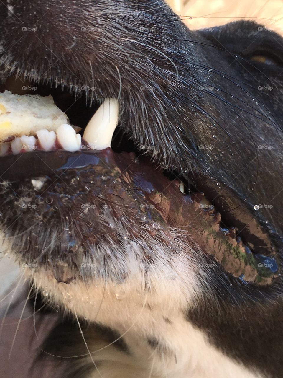 Close up of our border collie, Peter's teeth as he bites down on a treat, he has a gentle mouth despite the fierce-looking choppers!