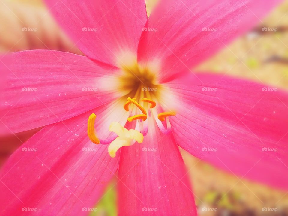 When we look closely at the details, the simplest flower in the field turns into the beauty of the ball!!! ;)