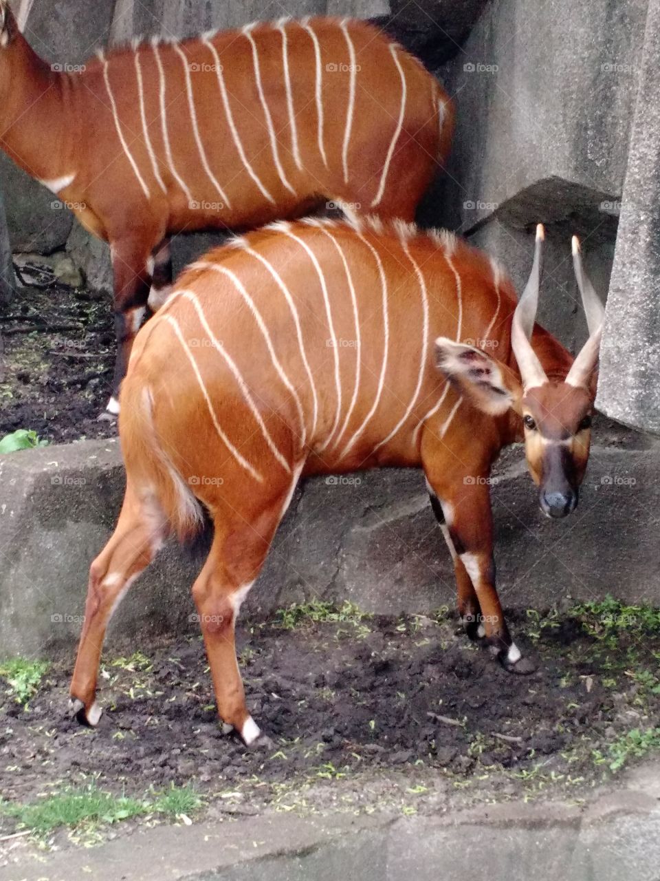 bongo at the zoo