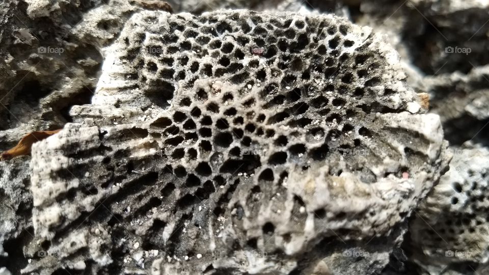 SAI Coral Fossil 