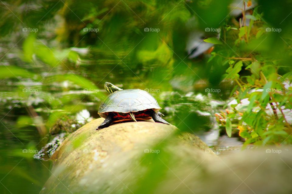 Squirtle. Four Ponds