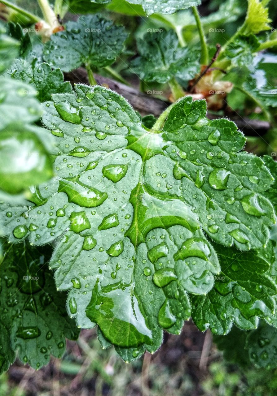 Raindrops on a leafs