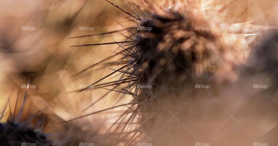 plants desert Sahara Marocain