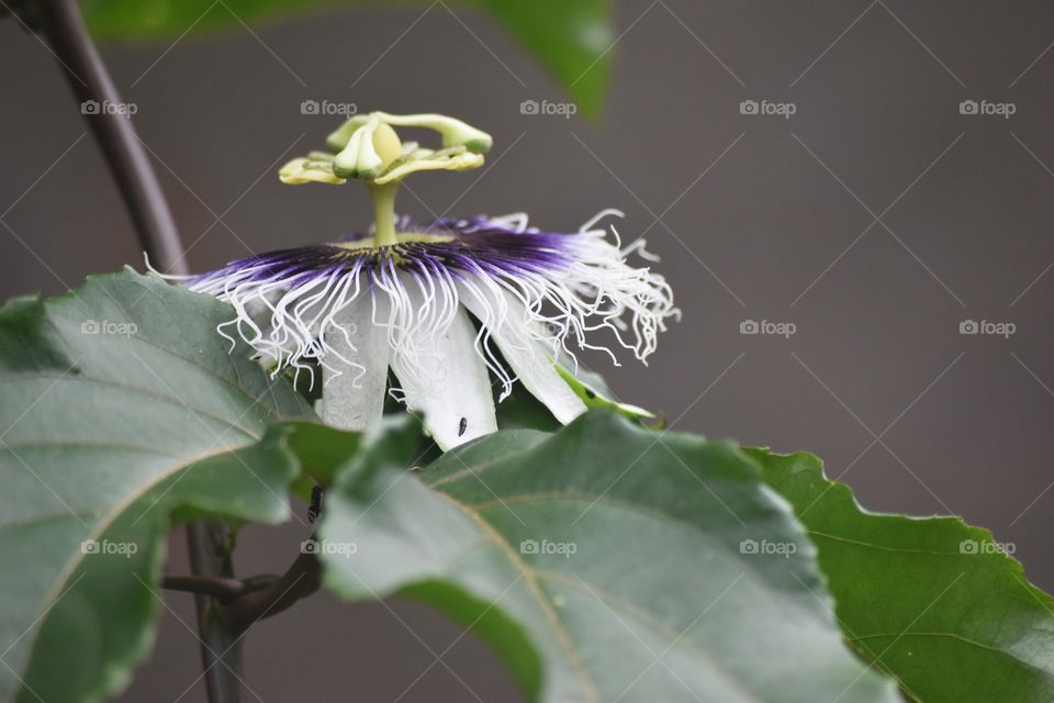 Passion flower/Flor de Maracujá.