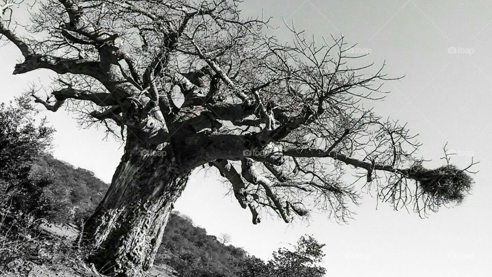 A photo I took of a Baobab tree in the Kruger National Park, South Africa.