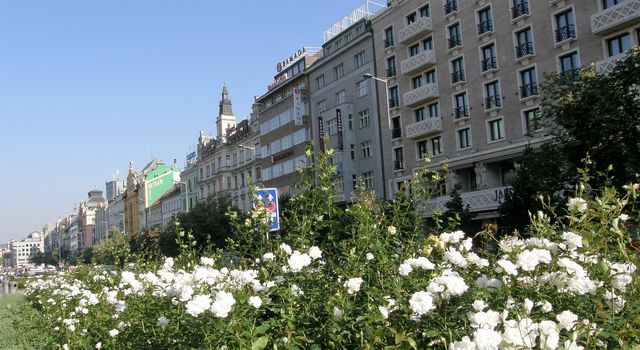 Street flowers