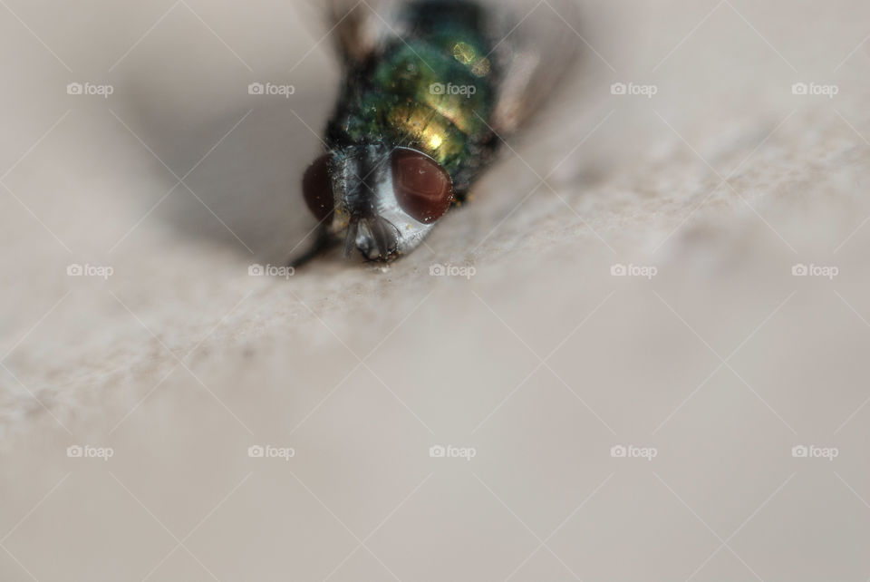 High angle view of bee