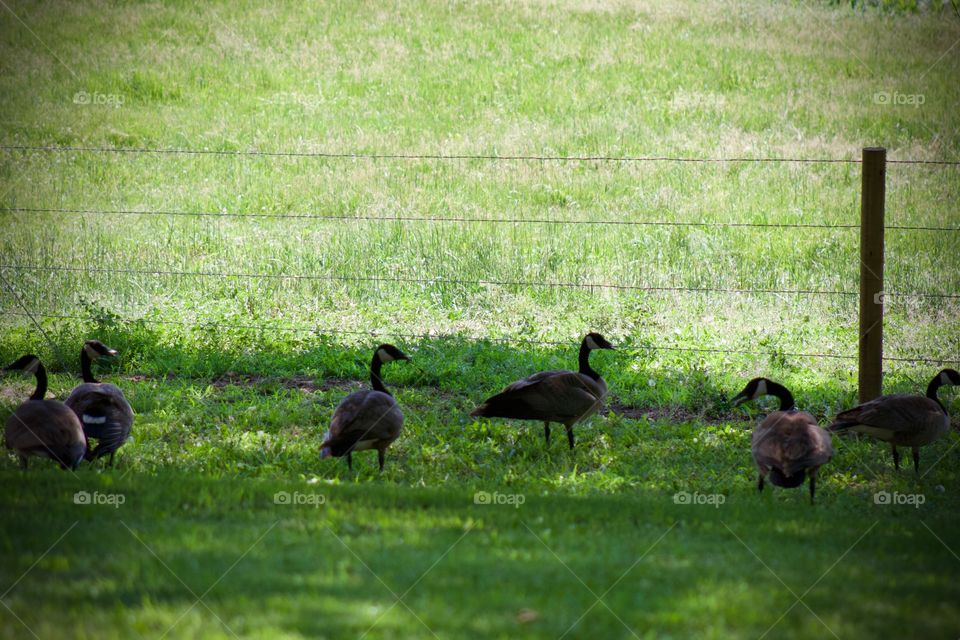 A small flock of Canadian geese enjoying the breeze in the shade by a sunny pasture 