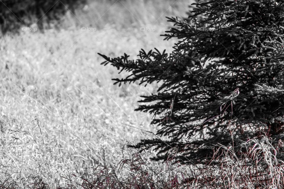 Field of trees