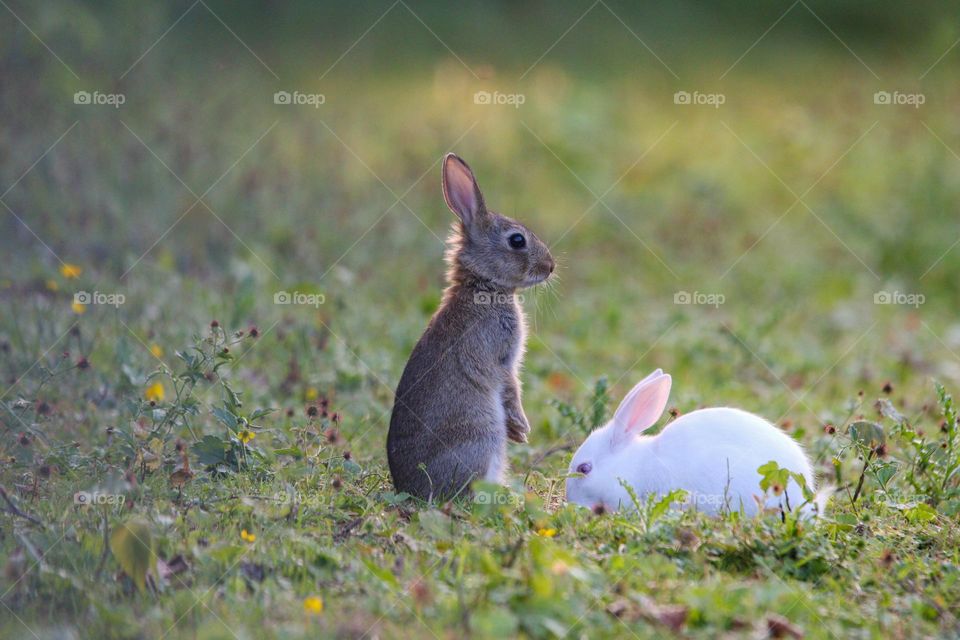 Little bunnies in a park, two of a kind.