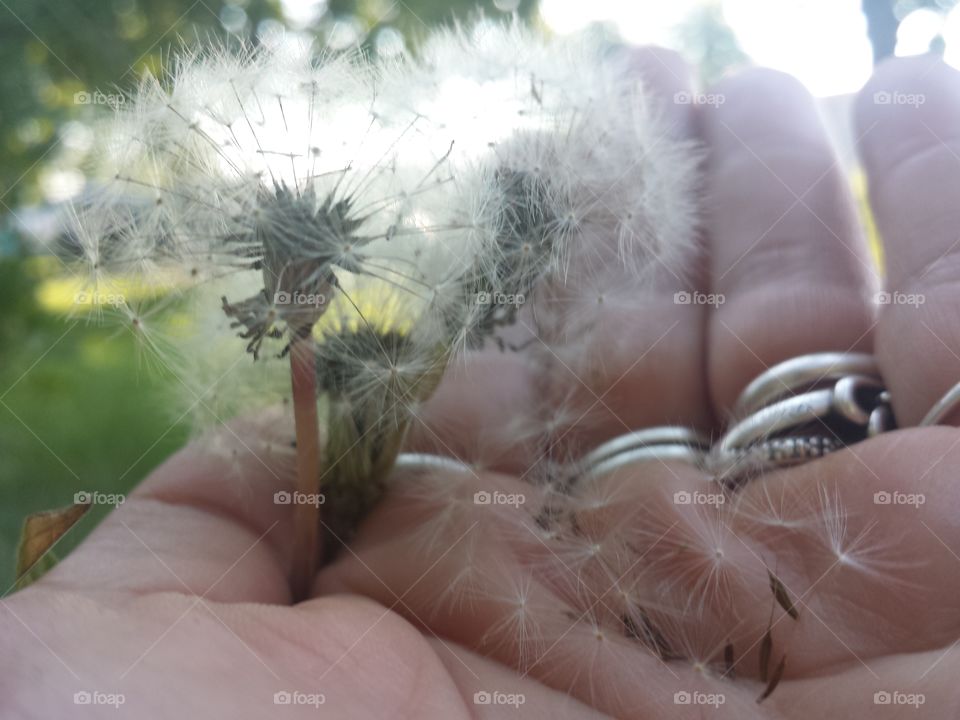Handful of Wishes