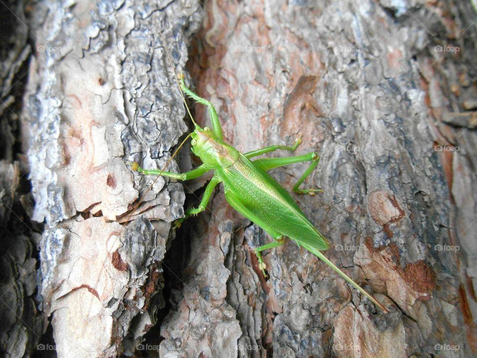 Wood, No Person, Tree, Invertebrate, Nature