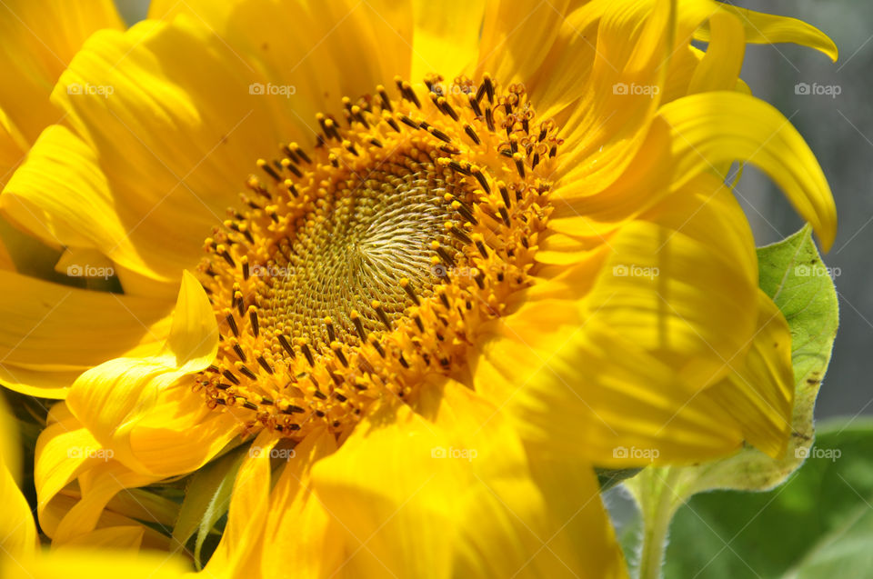 yellow sunflowers