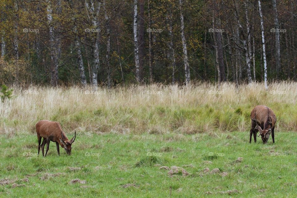 wild deer in the forest