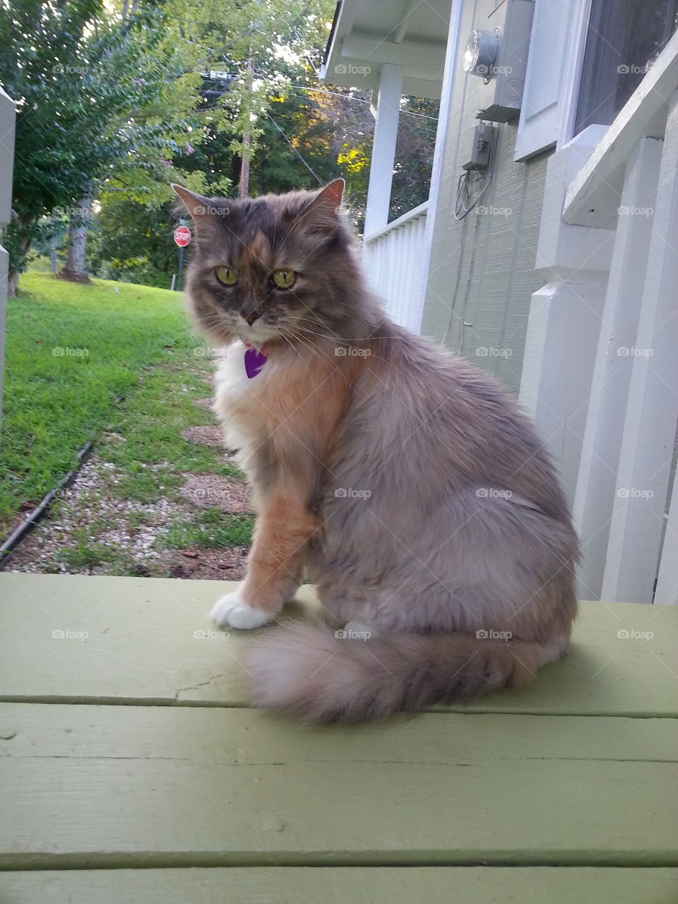 Cat on the porch. my cat Piper on the porch