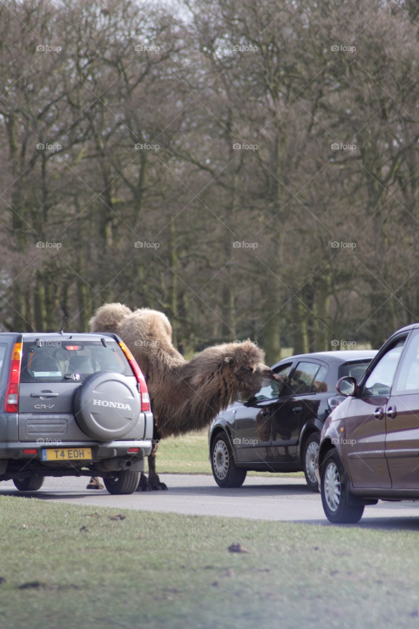 Camel going up to cars