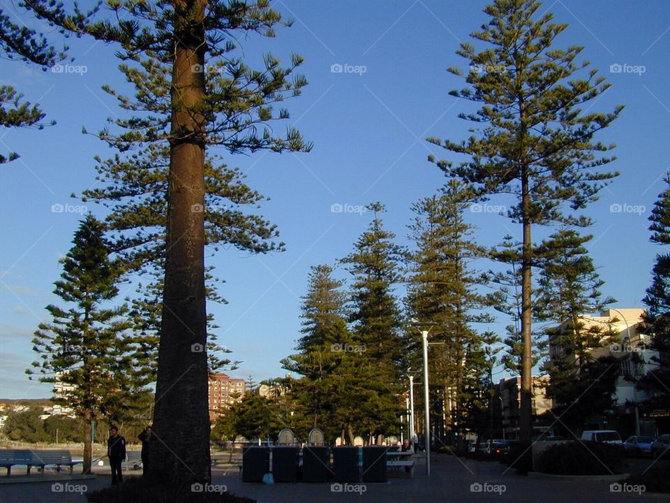 SYDNEY, AUSTRALIA THE MANLY BEACH