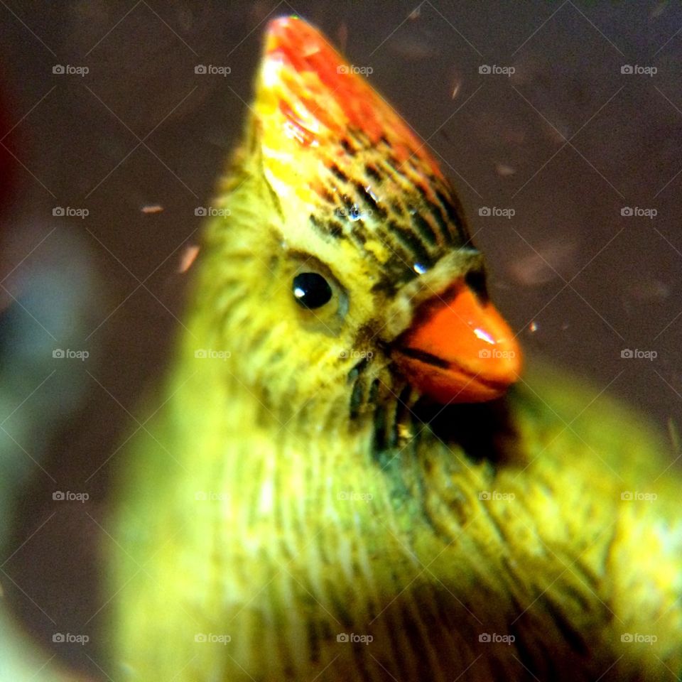 Bird in a Snow Globe