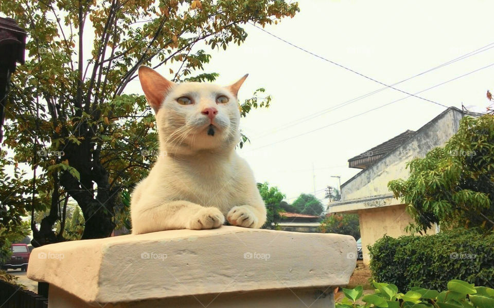 My Cute White Cat Posing like a Model at Home