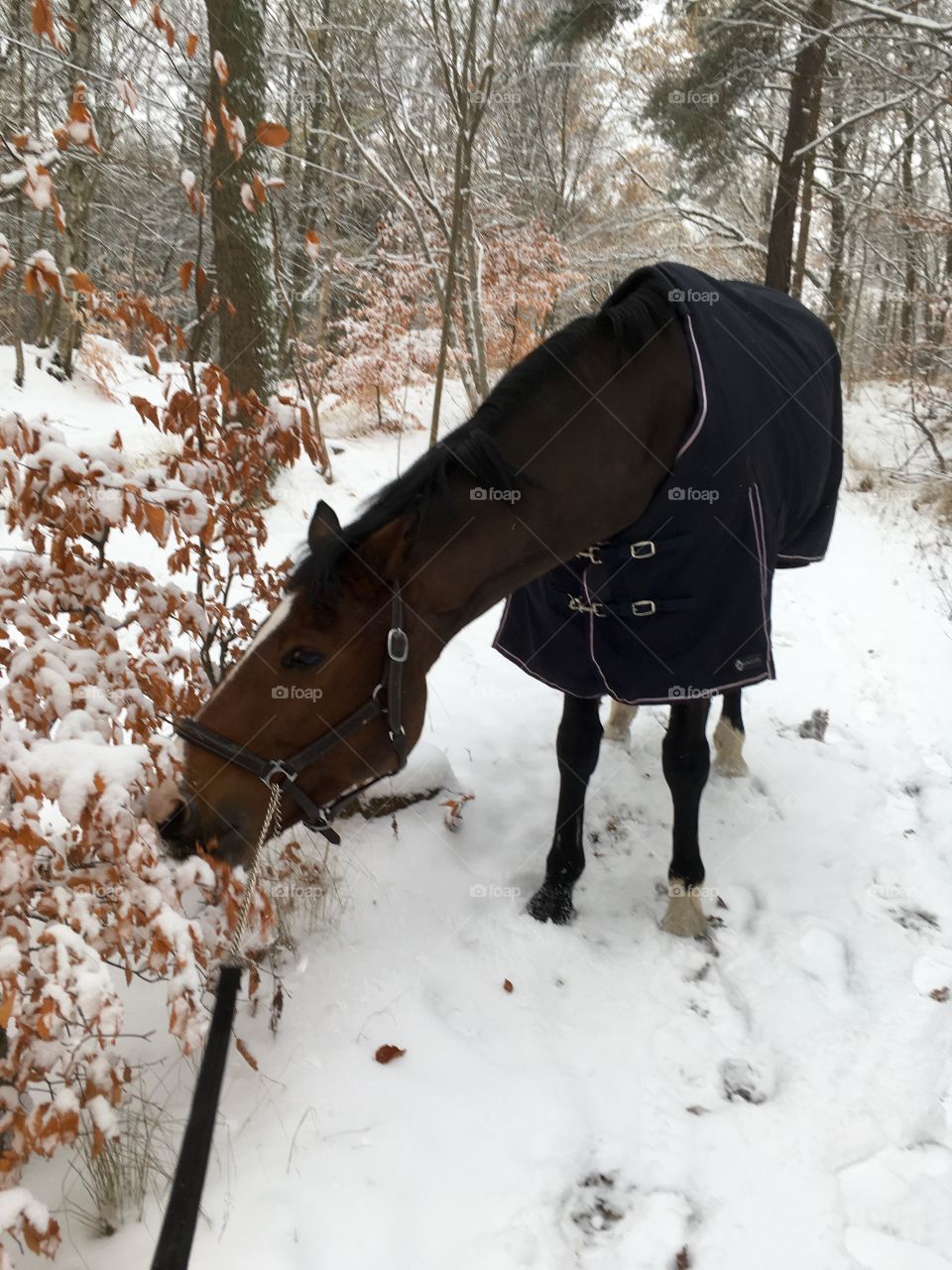 Horse eating leafs from tree in snowy landscape 