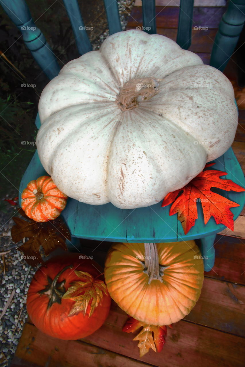 Pumpkin variety