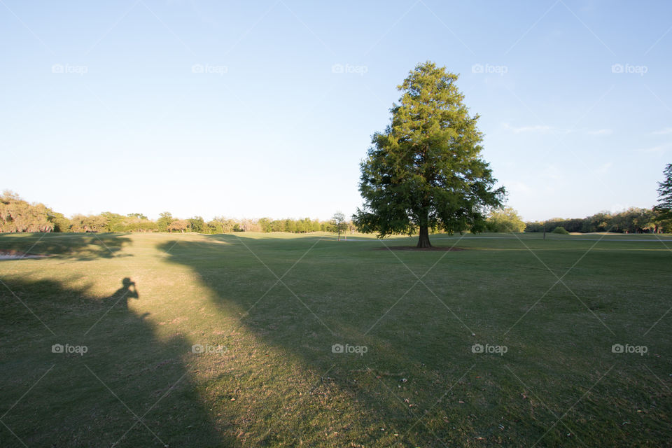 Tree in the park 