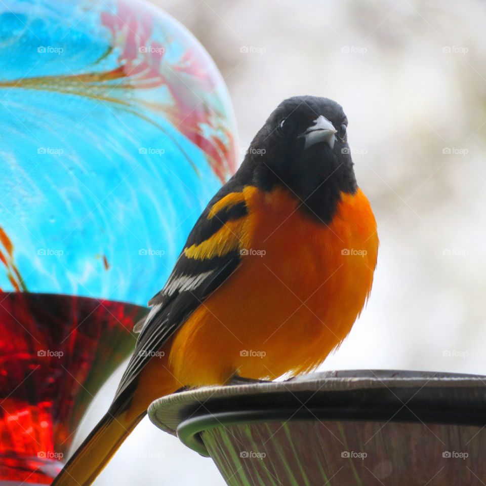 Northern Oriole on Jelly Feeder