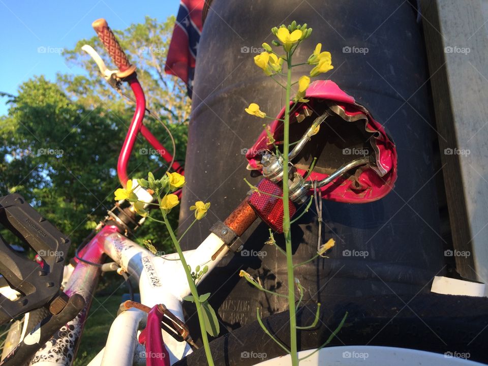 Yellow flowers grow from behind a pink bicycle.