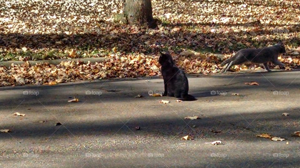 Mammal, No Person, Dog, Road, One