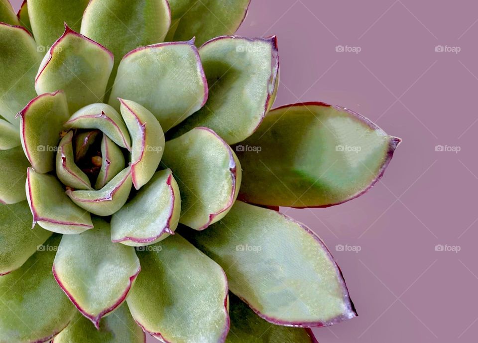 Backgrounds, copy space, succulent against purple background 