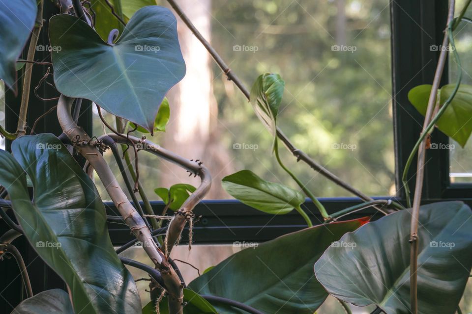 Large philodendron leaves in front of the window.