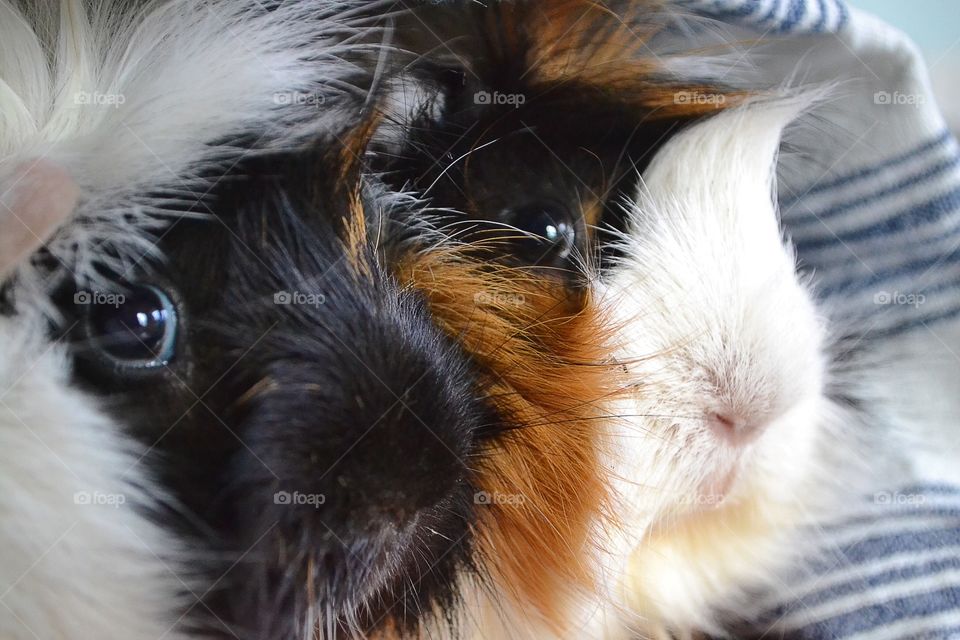 Guinea pigs