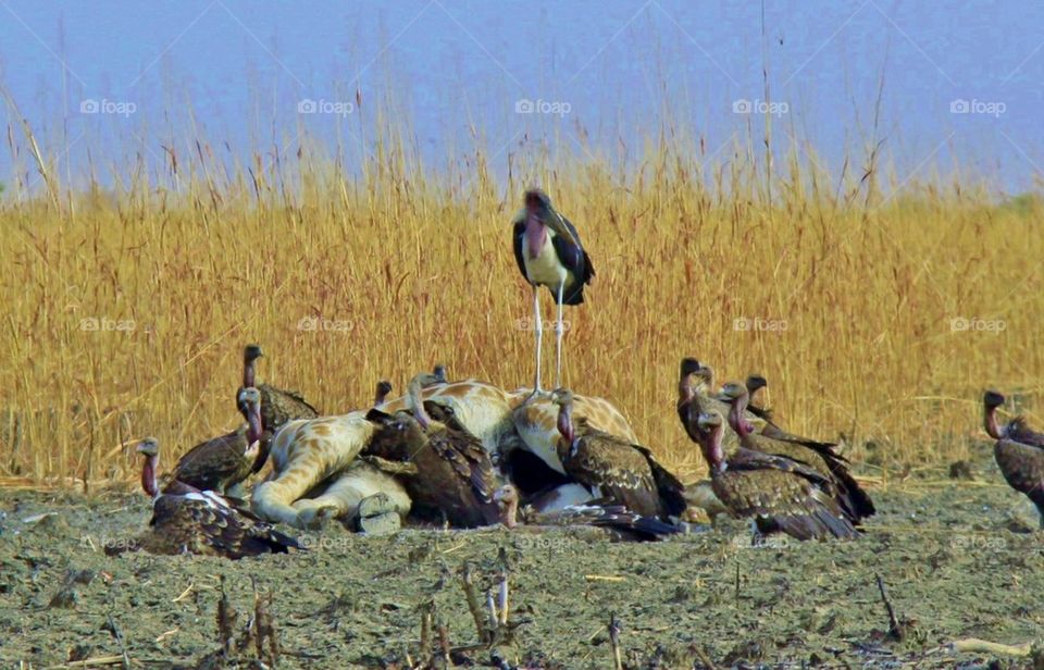 Marabou stork and vultures enjoy dinner