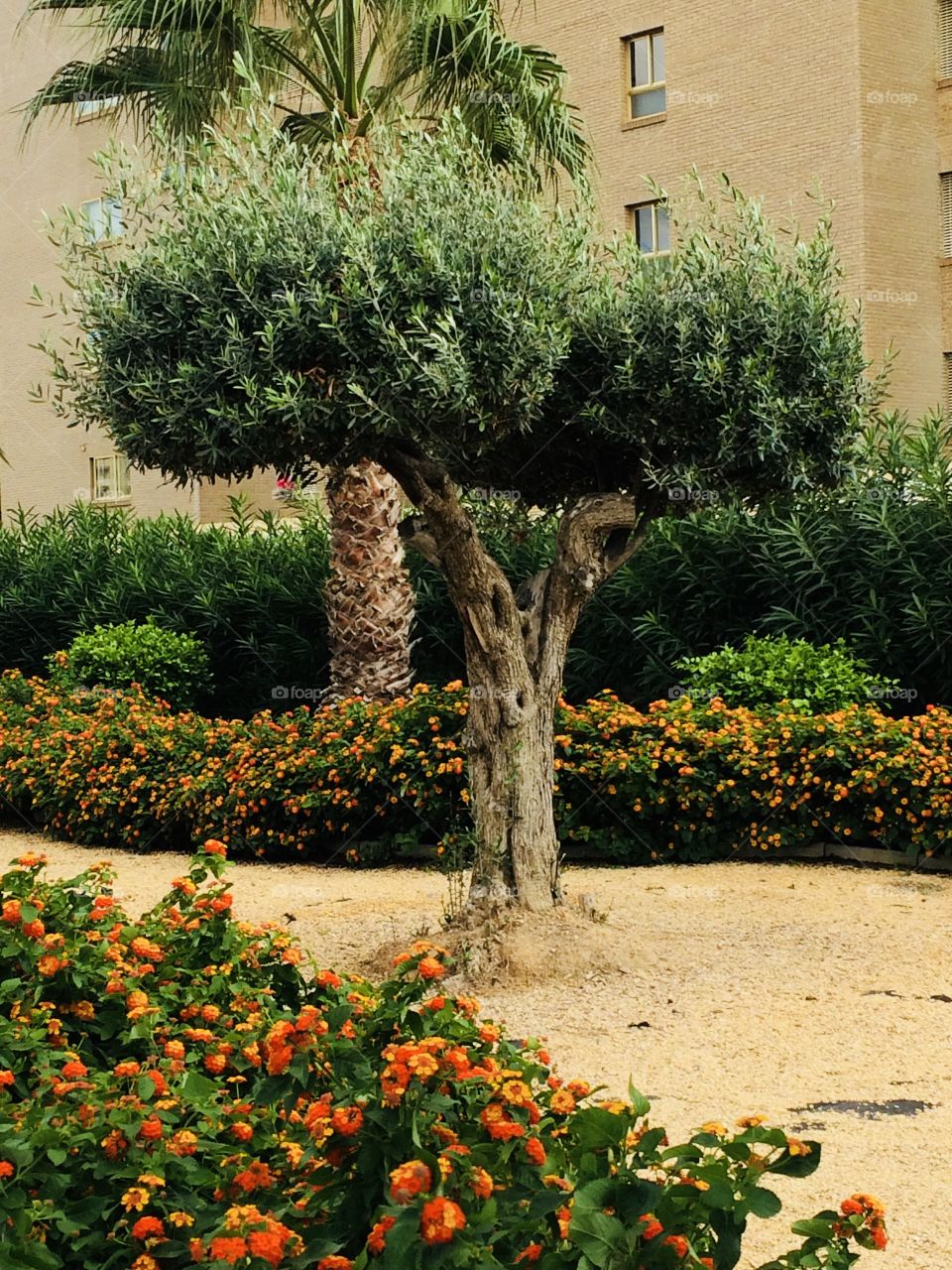 Spanish Olive tree 