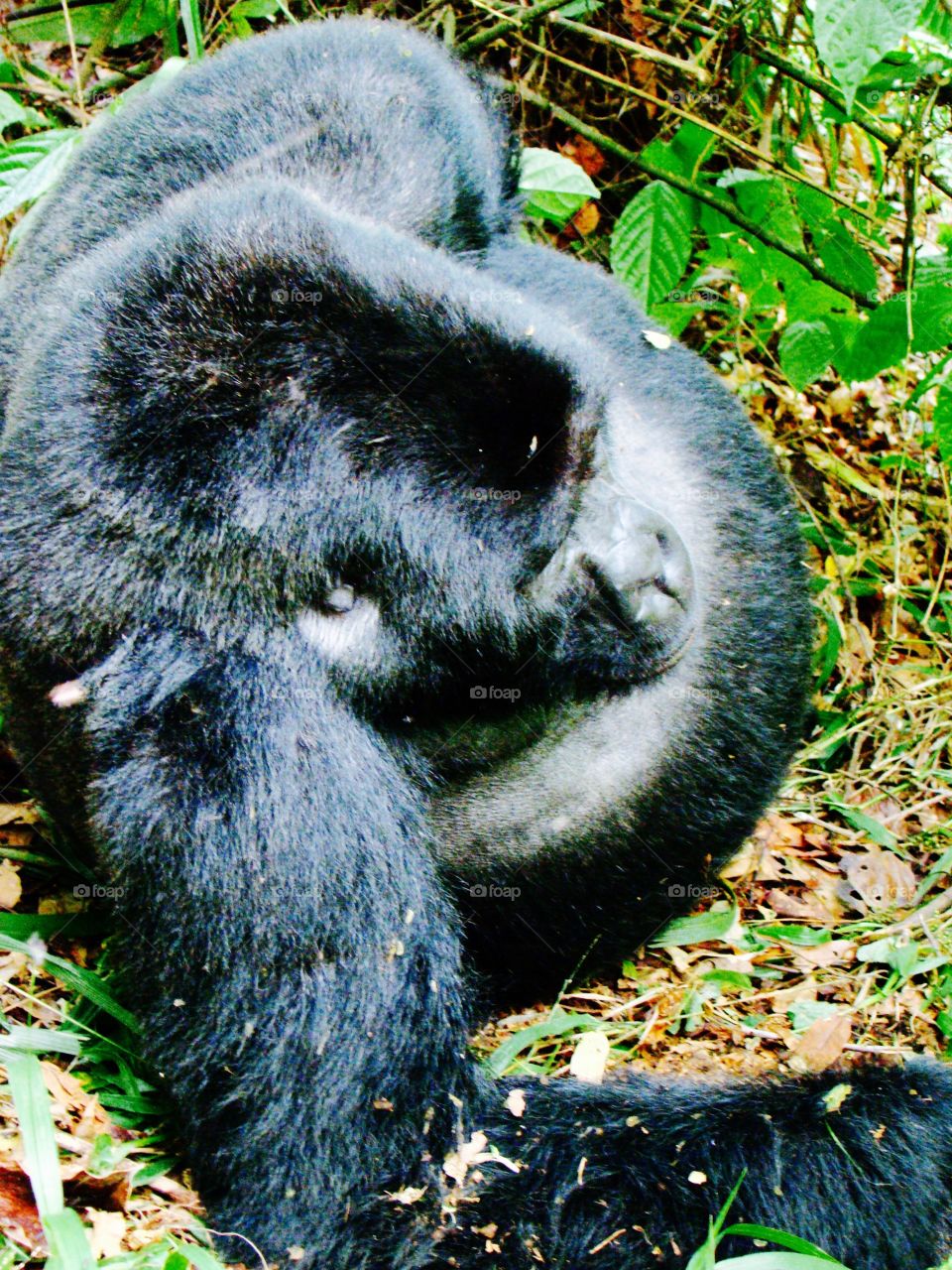 Daddy silverback gorilla
