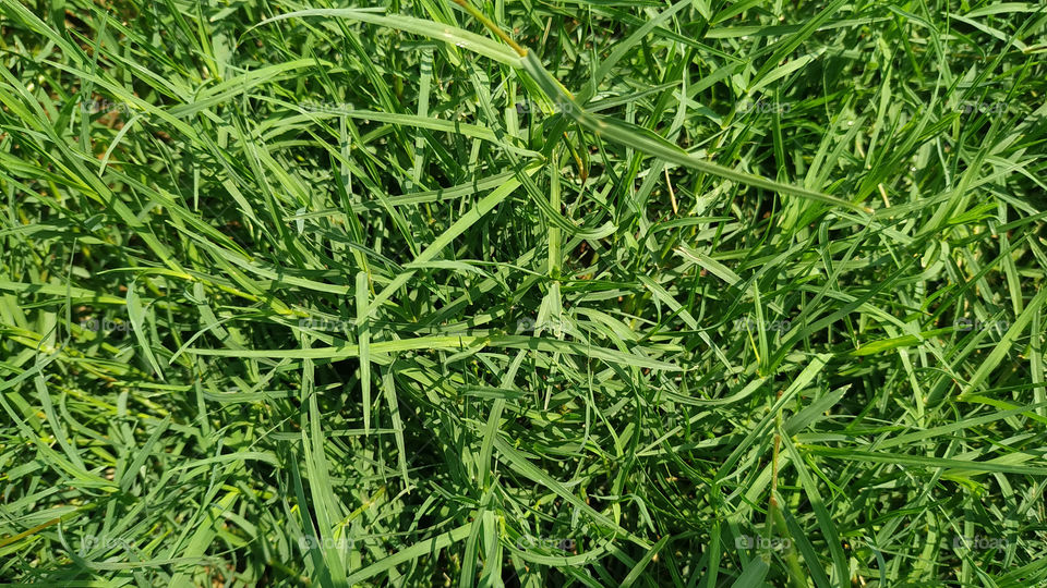 Green grass texture background Top view of bright grass garden Idea concept used for making green backdrop