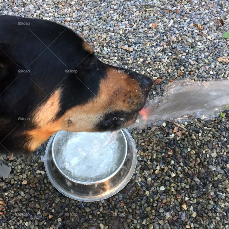 Water
Dog drinking