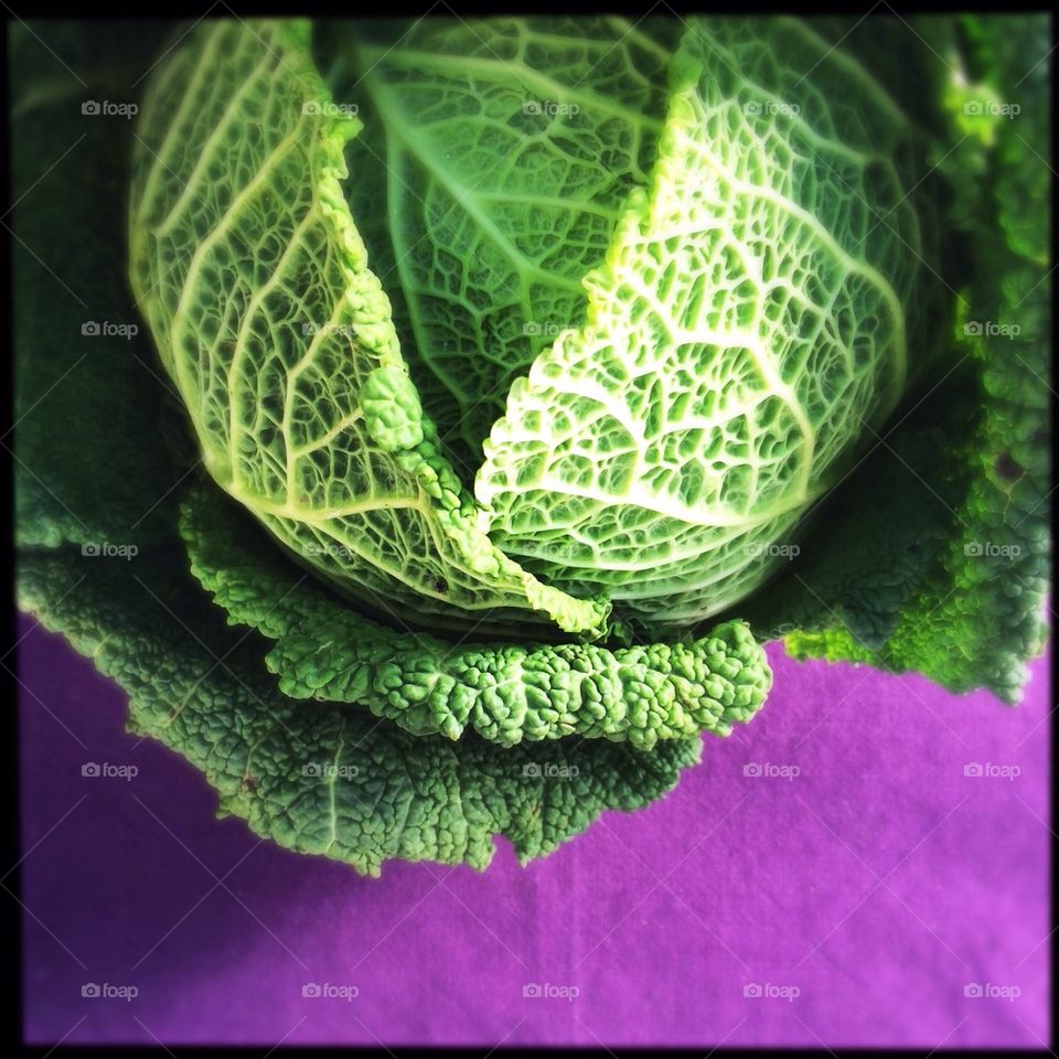 Royal Savoy cabbage 