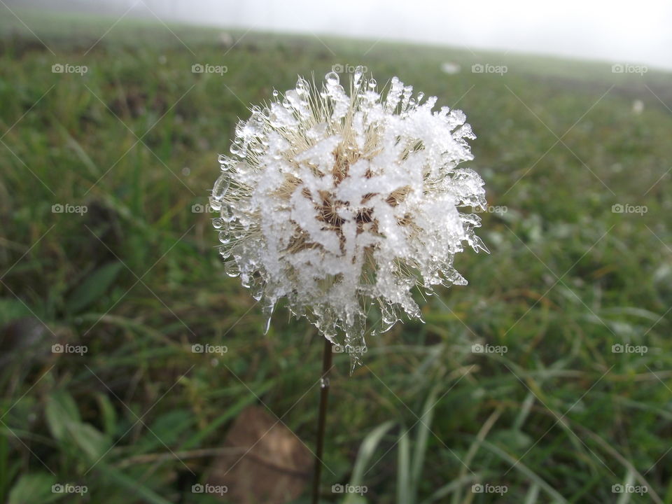 frost on a dandelion