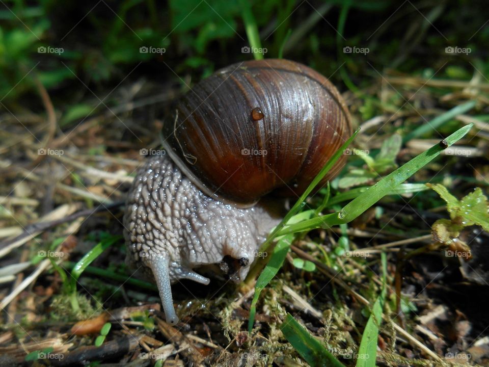 snail on a green grass and earth background