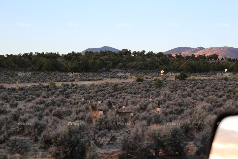 mule deer on the go