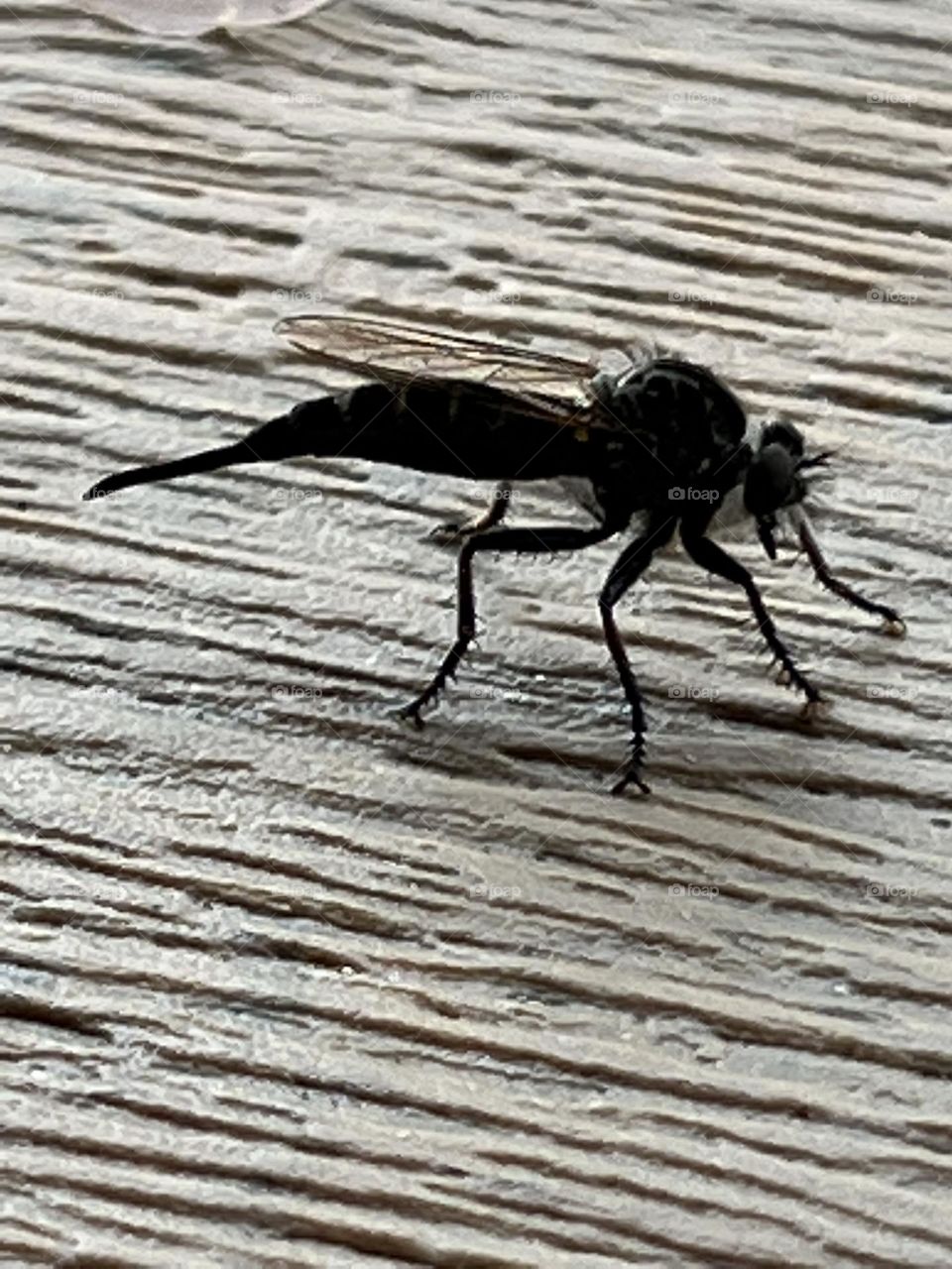 Robber Fly