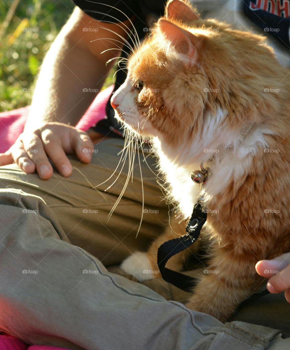 ginger cat and child outdoor in sunlight