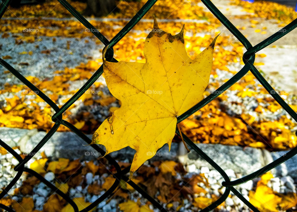 Autumn Leaf Blowing On A Fence